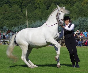 Galopp-Pirouette an der Hand (Joya)